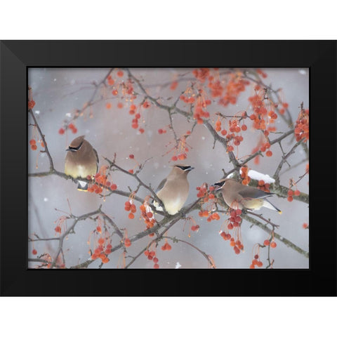 Snow-Bird And Tree Black Modern Wood Framed Art Print by Li, Ben