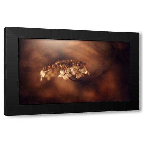 Withe Hydrangea Black Modern Wood Framed Art Print by Suzuki, Takashi