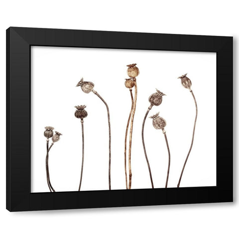 Poppies Black Modern Wood Framed Art Print with Double Matting by Gronkjar, Lotte