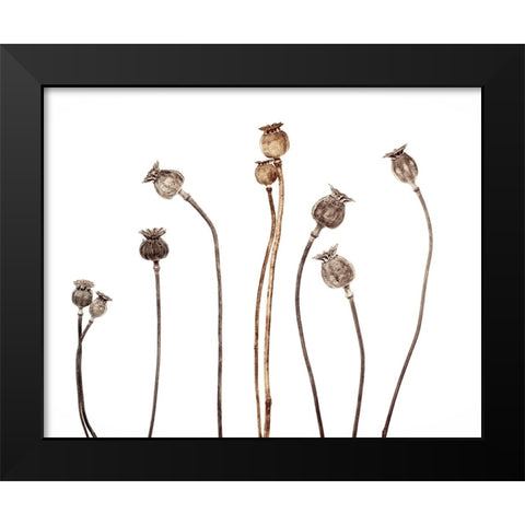 Poppies Black Modern Wood Framed Art Print by Gronkjar, Lotte