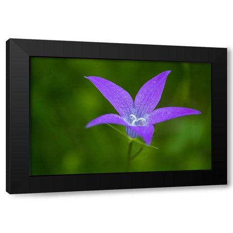 Violet Flower Black Modern Wood Framed Art Print with Double Matting by Bogdan, Mihalcea