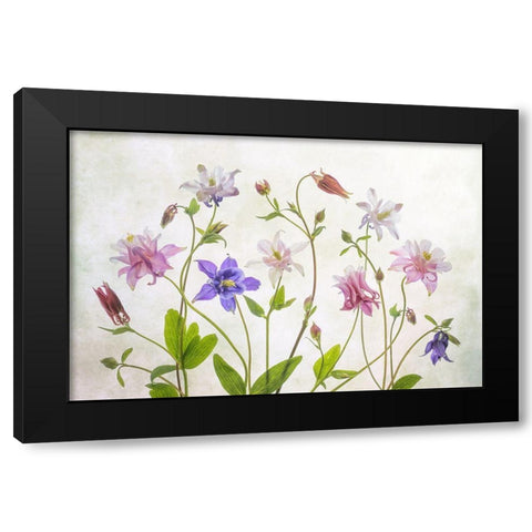 Columbine Black Modern Wood Framed Art Print with Double Matting by Disher, Mandy
