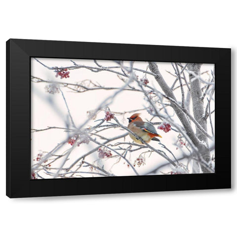 Waxwing Black Modern Wood Framed Art Print by Selezenev, Konstantin