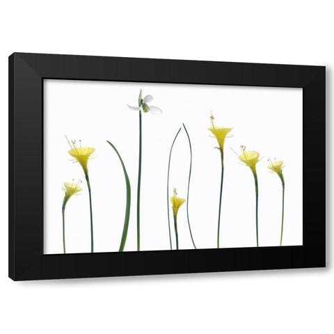 Spring Flowers Black Modern Wood Framed Art Print by Gronkjar, Lotte