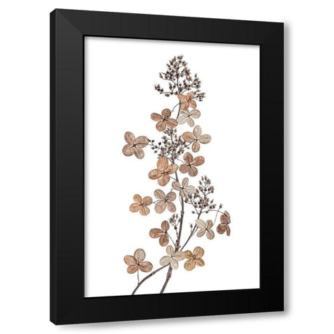Hydrangea Paniculata Black Modern Wood Framed Art Print with Double Matting by Disher, Mandy