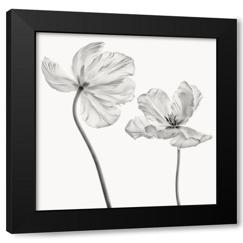 Same Tulip : Front- And Backview Black Modern Wood Framed Art Print with Double Matting by Gronkjar, Lotte