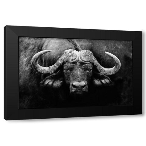 The Stare Black Modern Wood Framed Art Print with Double Matting by Wildphotoart
