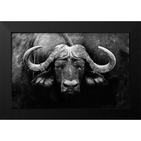 The Stare Black Modern Wood Framed Art Print by Wildphotoart