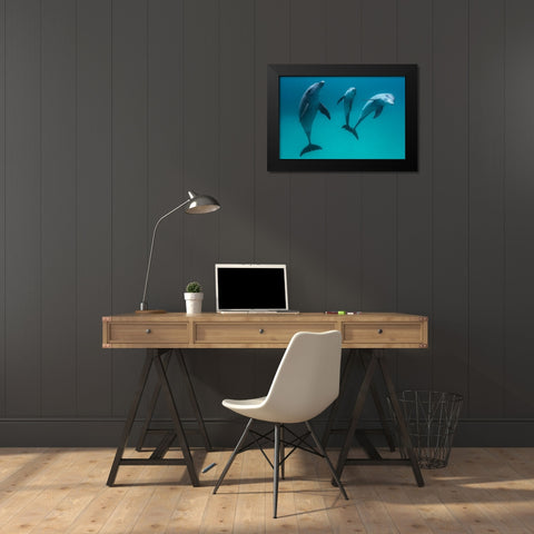 Bottlenose Dolphins Black Modern Wood Framed Art Print by Gabriel, Barathieu