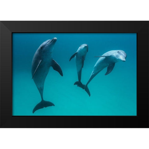 Bottlenose Dolphins Black Modern Wood Framed Art Print by Gabriel, Barathieu