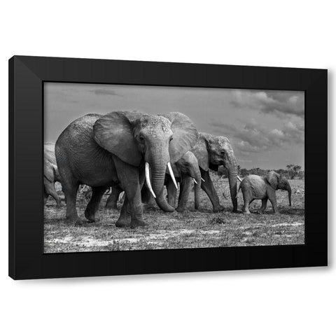 Elephants Family Black Modern Wood Framed Art Print by Mei, Massimo