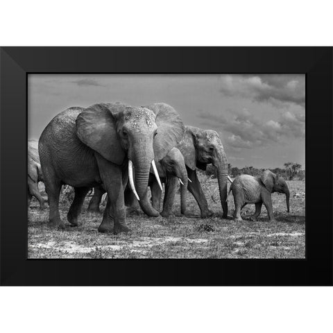 Elephants Family Black Modern Wood Framed Art Print by Mei, Massimo