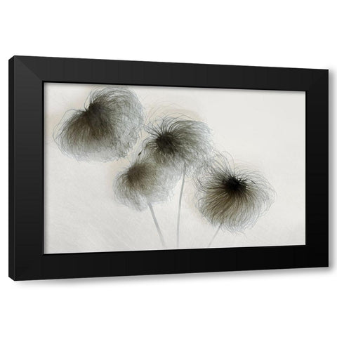 Clematis Black Modern Wood Framed Art Print by Talen, Nel