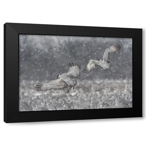 Step Aside! Black Modern Wood Framed Art Print with Double Matting by Wang, Kevin