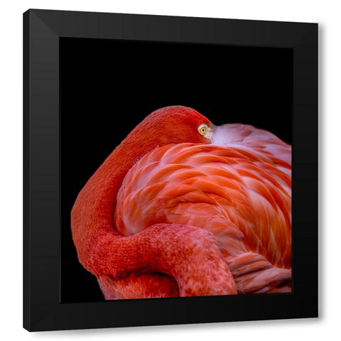 Flamingo Black Modern Wood Framed Art Print with Double Matting by Coenders, Chris