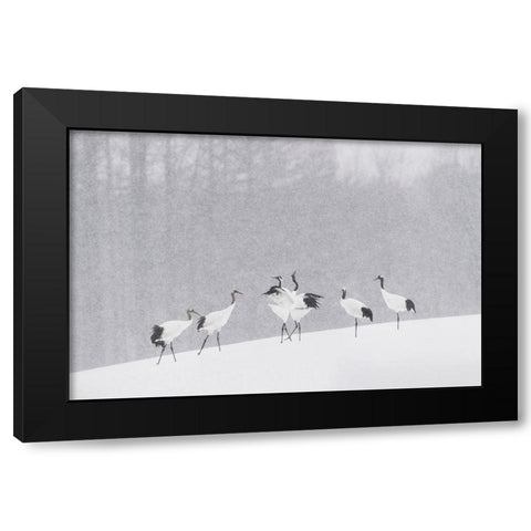 Japanese Cranes Black Modern Wood Framed Art Print by Marchegiani, Roberto