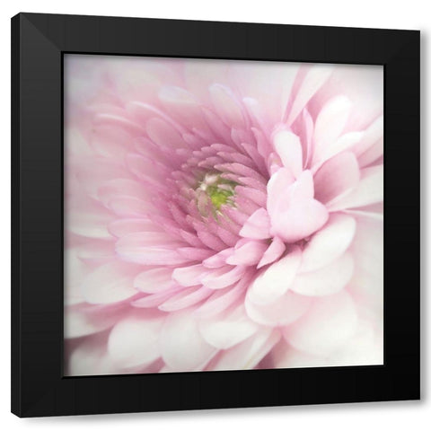Pink Black Modern Wood Framed Art Print by Riahy, Benyamin