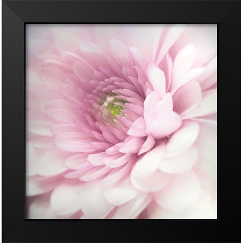 Pink Black Modern Wood Framed Art Print by Riahy, Benyamin