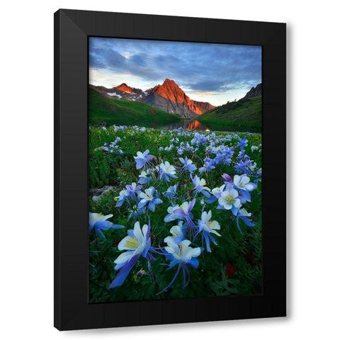 Blue Columbine Paradise Black Modern Wood Framed Art Print by Xu, Mei