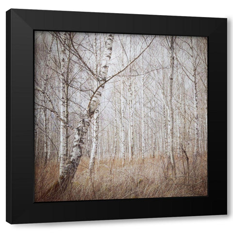 Birch Forest Black Modern Wood Framed Art Print by Wasinger, Renate