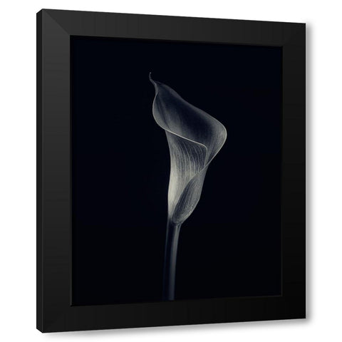 Calla Lily Black Modern Wood Framed Art Print by Gronkjar, Lotte