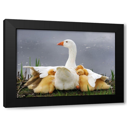 Mums Protection Black Modern Wood Framed Art Print by Limberg, Huib