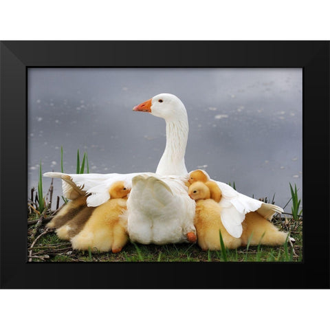 Mums Protection Black Modern Wood Framed Art Print by Limberg, Huib