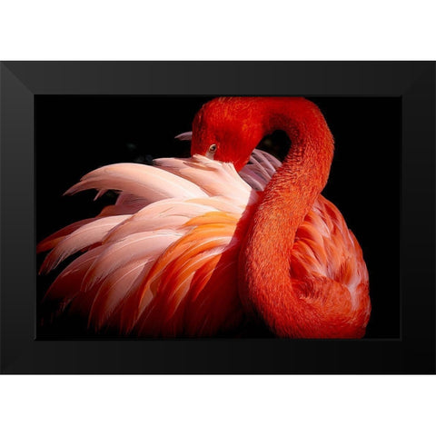 Flamingo Black Modern Wood Framed Art Print by Nishikura, Makoto