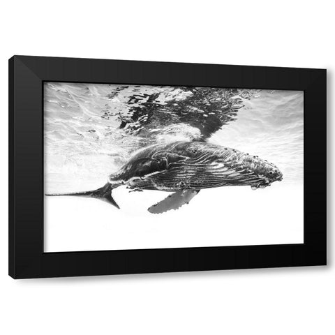 Humpback whale calf Black Modern Wood Framed Art Print with Double Matting by Gabriel, Barathieu