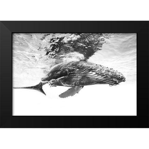Humpback whale calf Black Modern Wood Framed Art Print by Gabriel, Barathieu