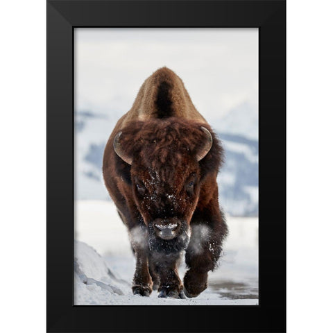 Bison Incoming Black Modern Wood Framed Art Print by Hudson, Peter