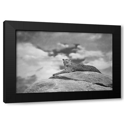 Leopard On A Kopje Black Modern Wood Framed Art Print with Double Matting by Moreno, Mario