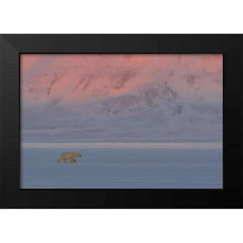 Polar Bear Black Modern Wood Framed Art Print by Marchegiani, Roberto
