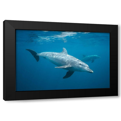Curious Dolphin Black Modern Wood Framed Art Print with Double Matting by Gabriel, Barathieu