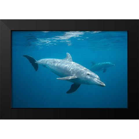Curious Dolphin Black Modern Wood Framed Art Print by Gabriel, Barathieu