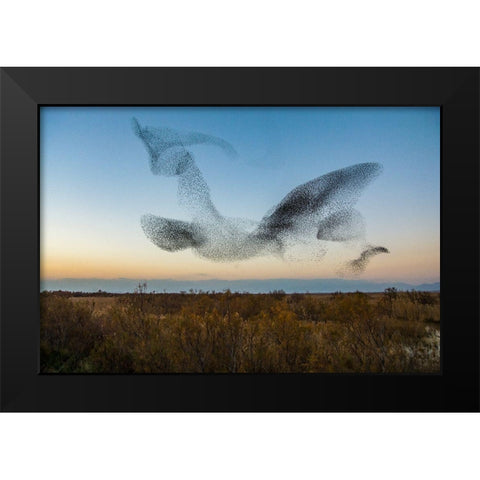 El Vuelo Black Modern Wood Framed Art Print by Vilches, David