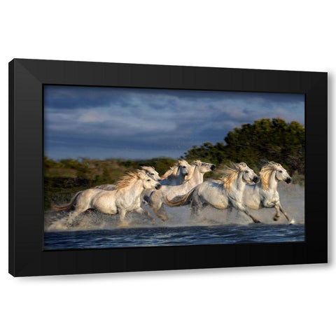 Horses Running Through The Marsh Black Modern Wood Framed Art Print by Ortega, Xavier