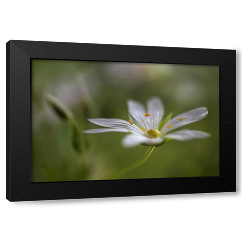 Stitchwort Black Modern Wood Framed Art Print by Disher, Mandy