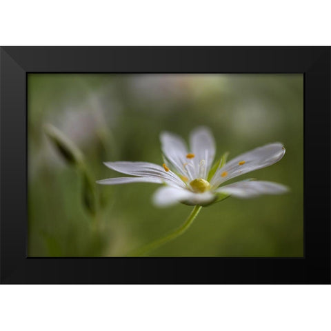 Stitchwort Black Modern Wood Framed Art Print by Disher, Mandy