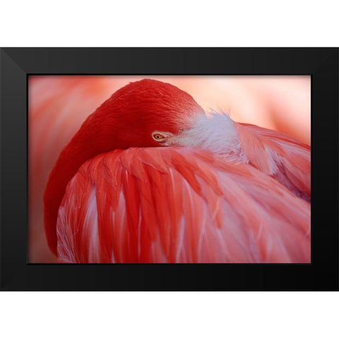 Red Black Modern Wood Framed Art Print by Wenner-Braun, Antje