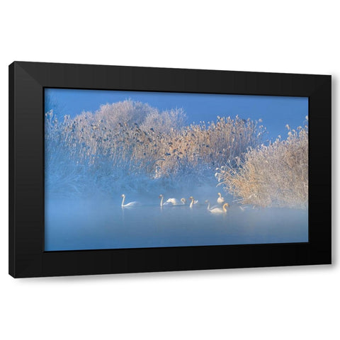 Blue Swan Lake Black Modern Wood Framed Art Print by Zhu, Hua