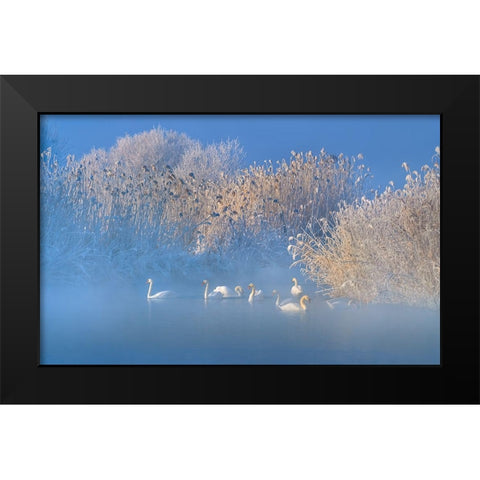 Blue Swan Lake Black Modern Wood Framed Art Print by Zhu, Hua