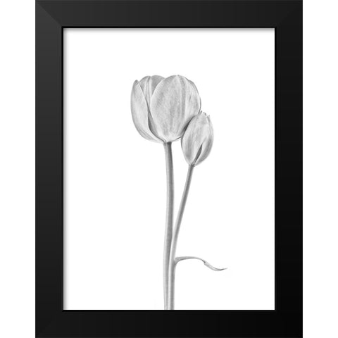 Connected Black Modern Wood Framed Art Print by Gronkjar, Lotte