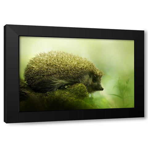 Hedgehog Black Modern Wood Framed Art Print with Double Matting by Potoma, Kristian