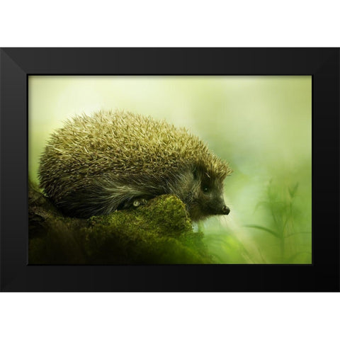 Hedgehog Black Modern Wood Framed Art Print by Potoma, Kristian