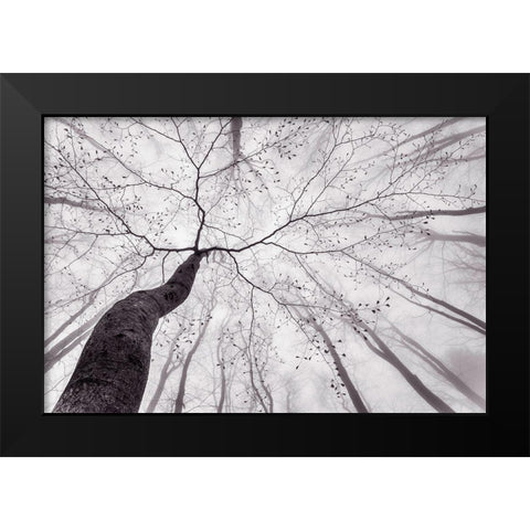 A View Of The Tree Crown Black Modern Wood Framed Art Print by Pavlasek, Tom