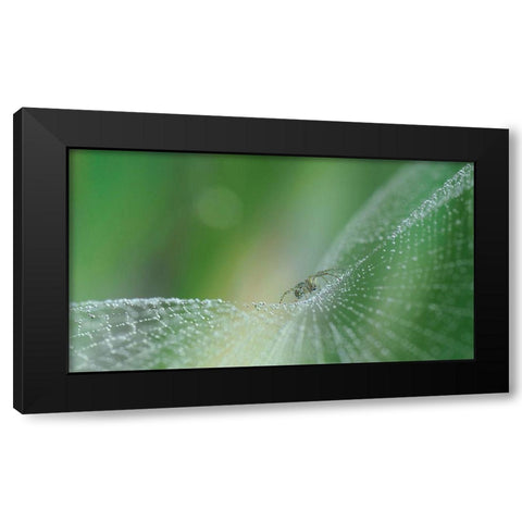 On Pearls Of Diamonds... Black Modern Wood Framed Art Print by Dufour, Thierry