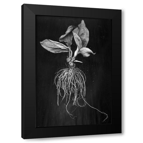 Plantain Black Modern Wood Framed Art Print by Barkow, Brig