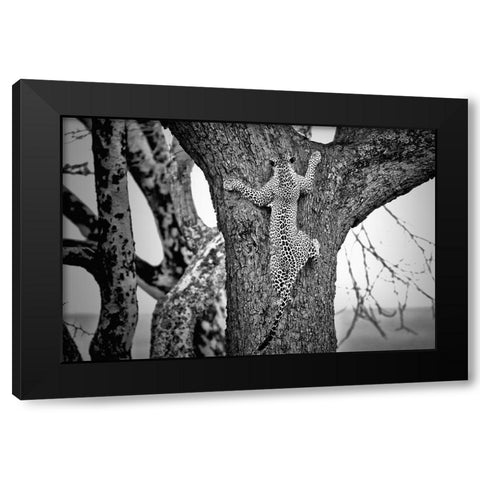 Spiderman Black Modern Wood Framed Art Print with Double Matting by Merino, Nicolas