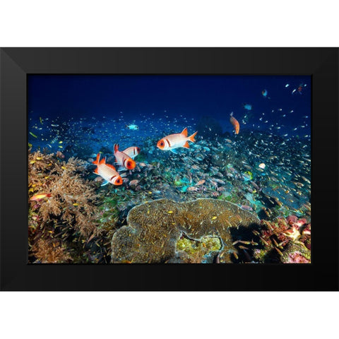 Reef Life Black Modern Wood Framed Art Print by Gabriel, Barathieu